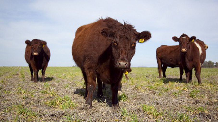 Se descuenta una menor oferta de carne vacuna para el próximo año