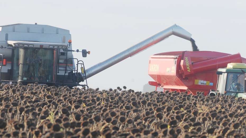 Comenzó la cosecha de girasol en Buenos Aires - Agrolatam