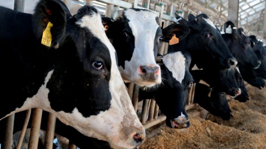 El precio de la leche subió un 65,4 %