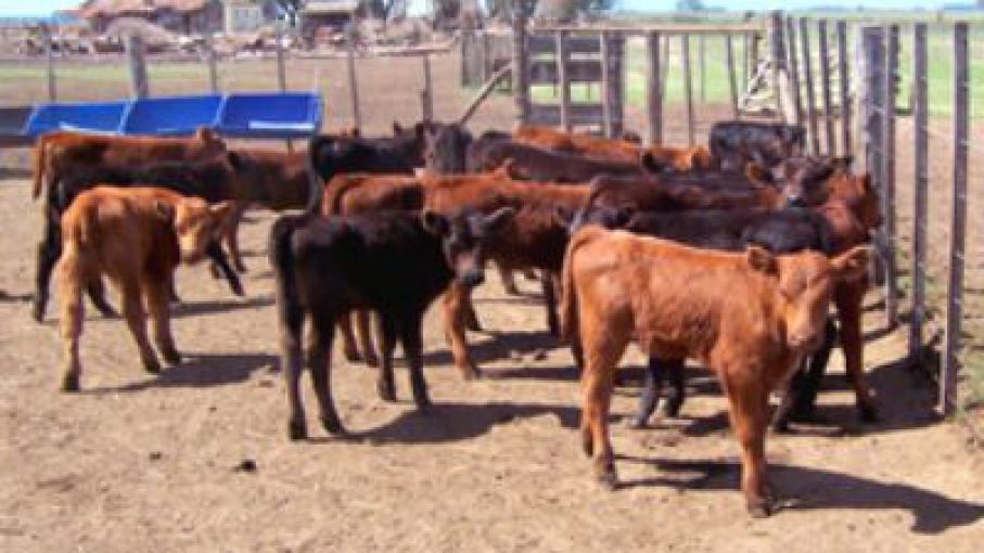 Con una zafra a pleno, los terneros operan con bases muy altas