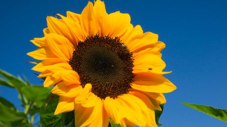 Nuevos girasoles con más aceite y mejor rendimiento - Agrolatam