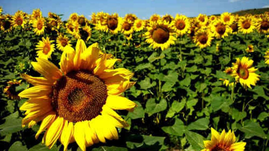 Lleva buen ritmo la siembra de girasol - Agrolatam