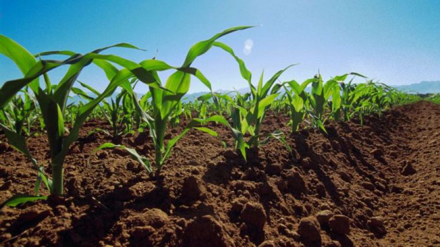 El clima permite avanzar con la siembra final de ma z y sorgo