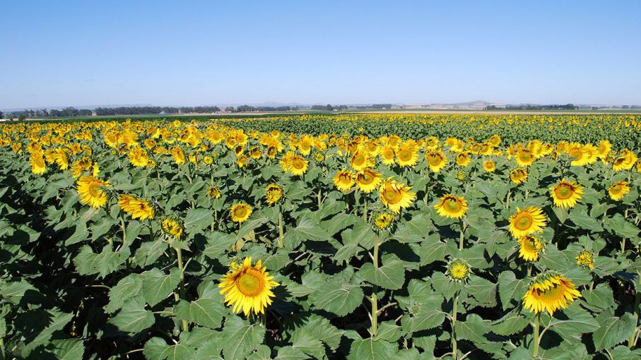 Top 99+ imagen rendimiento girasol por hectarea