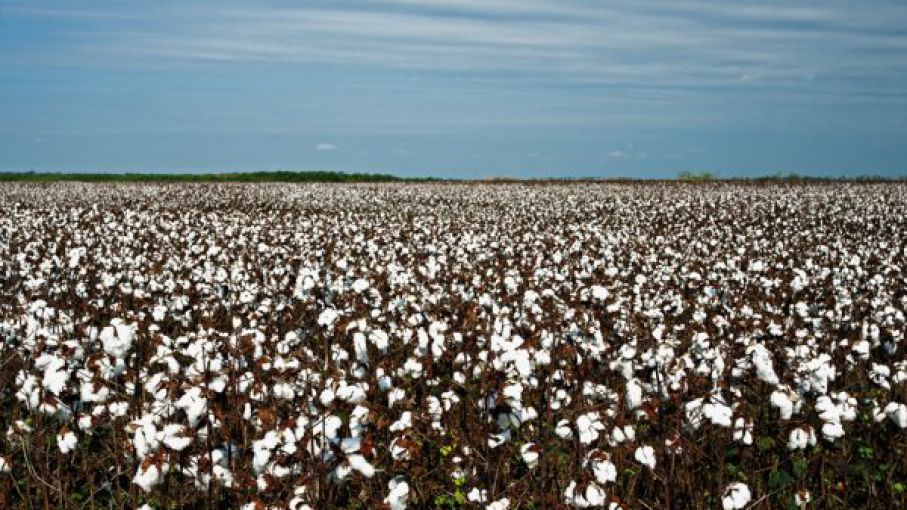 El clima arruin buena parte de la producci n algodonera de Chaco