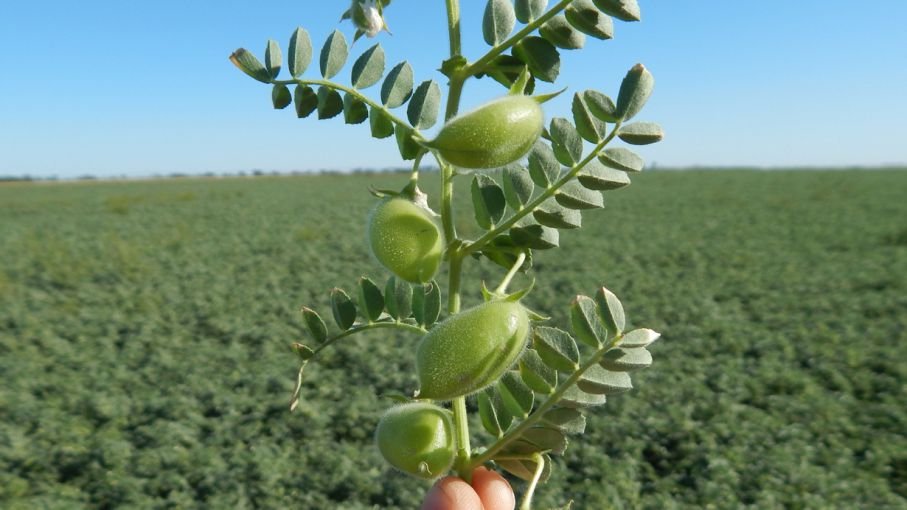 El cultivo de garbanzo enfrenta un año difícil desde lo productivo y lo