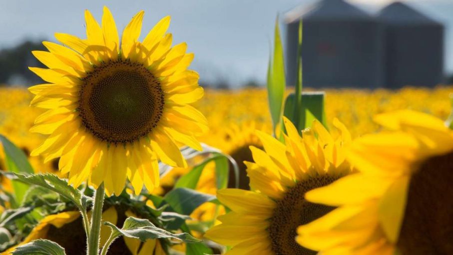 Girasoles con mejor calidad que la campaña anterior - Agrolatam