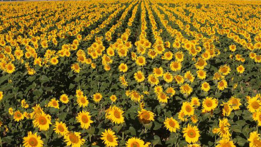 Argentina puede lograr un alto posicionamiento en la exportación de girasol  - Agrolatam