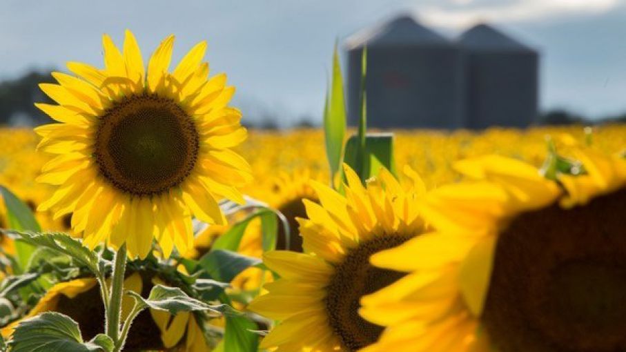 En el norte de Santa Fe el girasol avanza con la etapa de floración -  Agrolatam