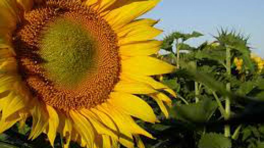 Un nuevo herbicida para el girasol - Agrolatam