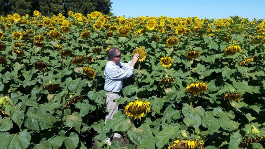 Estrategias para potenciar el girasol - Agrolatam