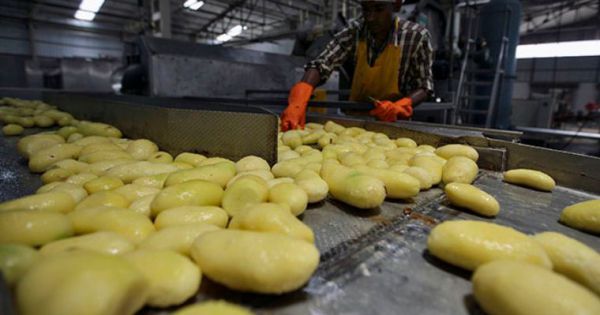 Potato prices could rise from September due to lack of fertilizers