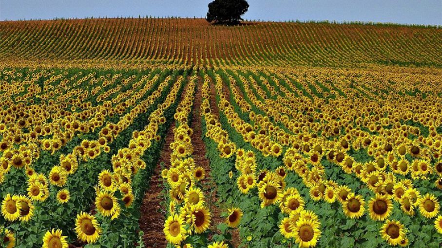 El 84% del girasol sembrado en Entre Ríos presenta una condición óptima