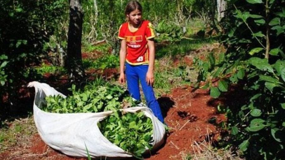 El Trabajo Infantil En El Agro Afectaría A Casi 41000 Niños En Argentina Agrolatam 8906