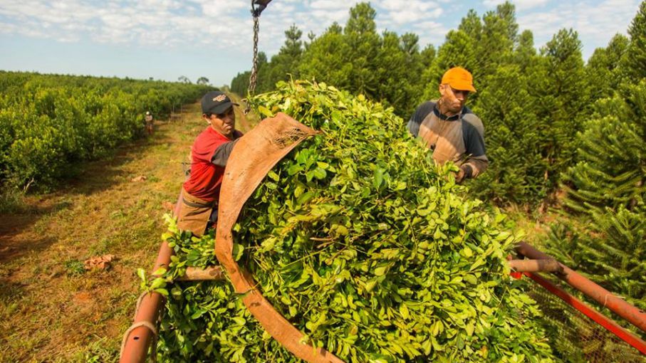 Aumentaron la producción y consumo de yerba mate en Argentina - Agrolatam