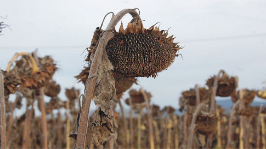 Entre Ríos: altas temperaturas y escasas lluvias deterioran al cultivo de girasol