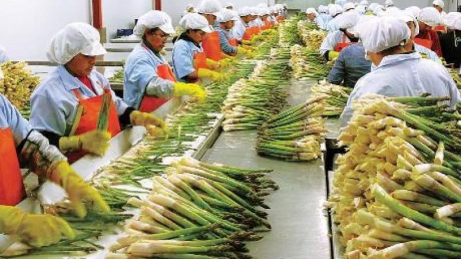 En Perú la Agroindustria fue el principal creador de empleo en el ...