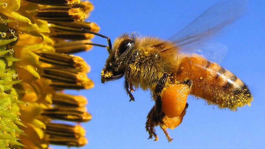 La siembra de girasol favorece polinización de abejas - Agrolatam