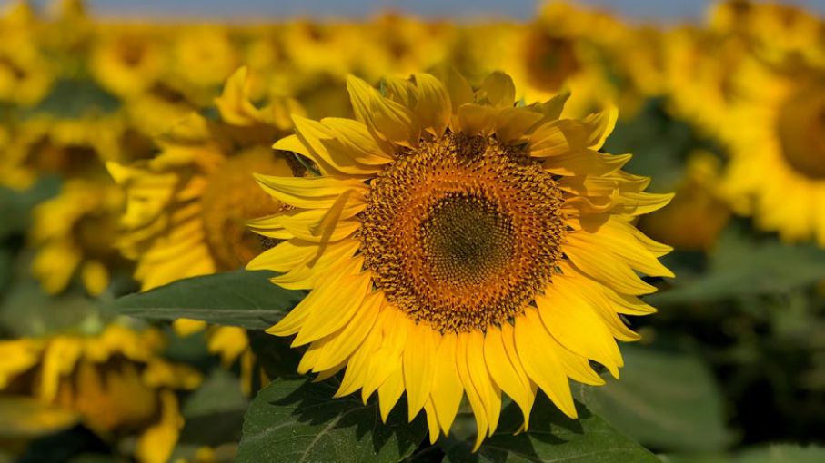 Mercado con nuevas subas para el girasol - Agrolatam