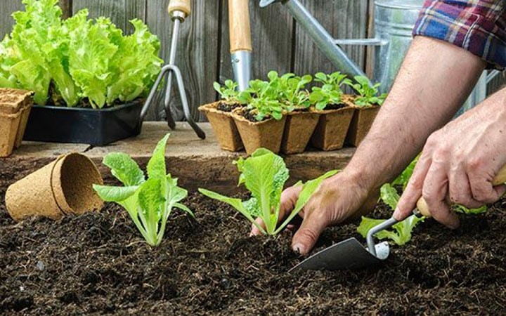 Horticultura e la SanAlimentazione - Horticultura