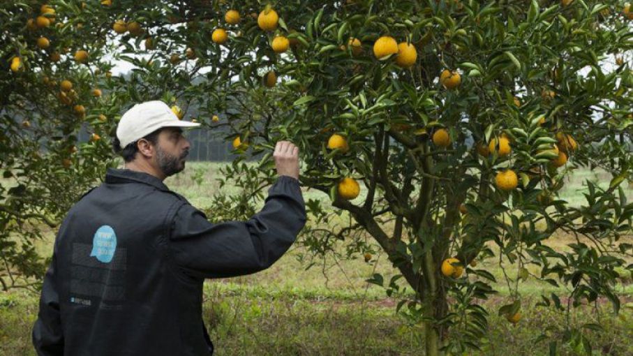 HLB: Cómo Reconocer Los Síntomas De La Enfermedad Más Grave De Los ...