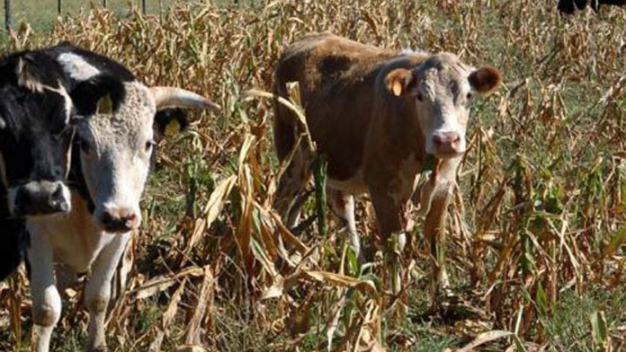 Recomiendan declarar la emergencia agropecuaria en Salta, Santiago del Estero y Mendoza por sequía