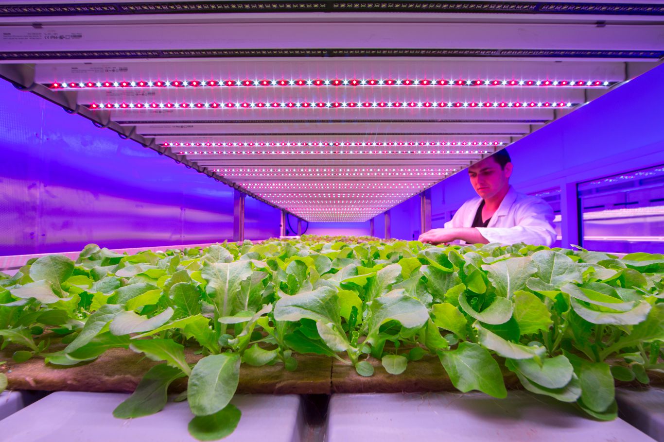 Así es como la Luz LED se relaciona con la producción de alimentos