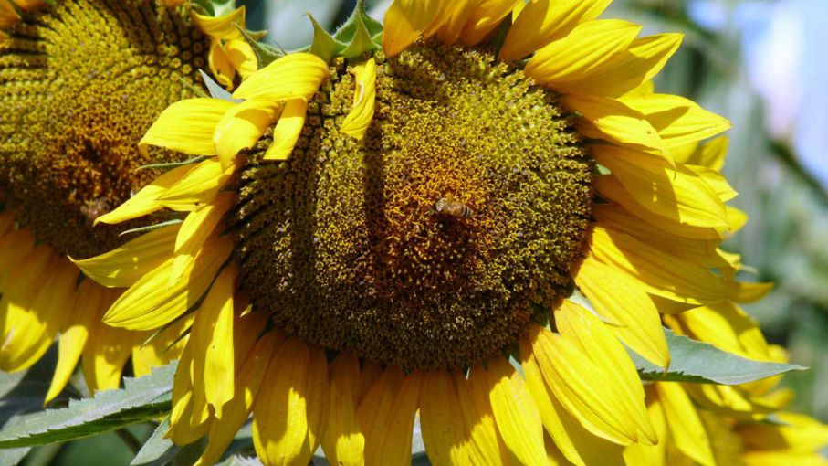 Rusia logra la mayor superficie sembrada de girasol en un país - Agrolatam