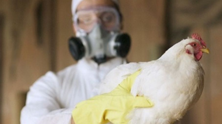 Piden Vigilar Al Virus De La Gripe Aviar H5n8 Por Su Poder Pandemico Agrolatam