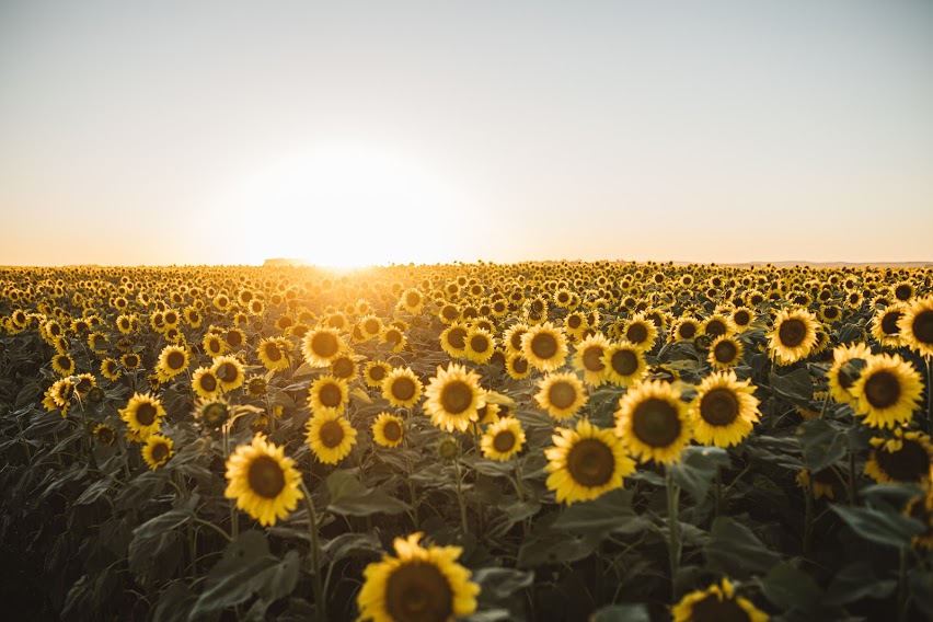 El girasol también es un cultivo inteligente - Agrolatam