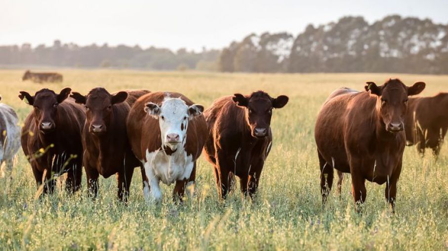 Plan Ganadero: convocan para el viernes al sector productivo para comenzar  a consensuar - Agrolatam