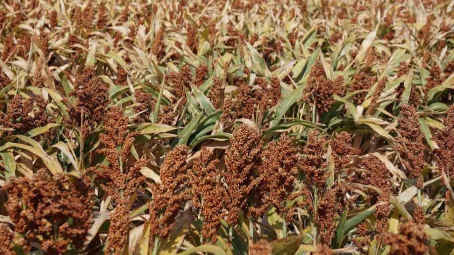 El escenario que afronta la siembra de sorgo es complejo