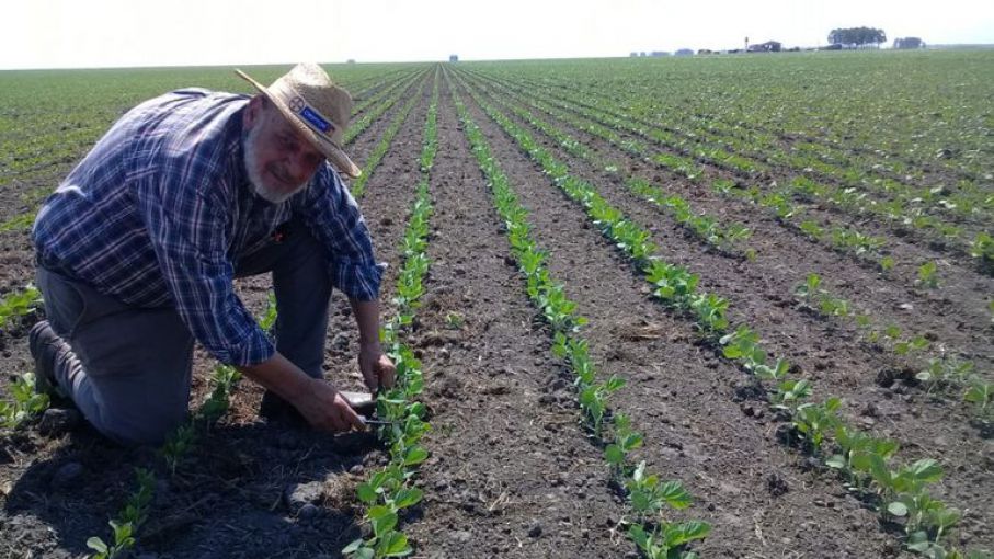 La calidad de implantacion de Maíz, soja y girasol es ciertamente decisiva.  - Agrolatam