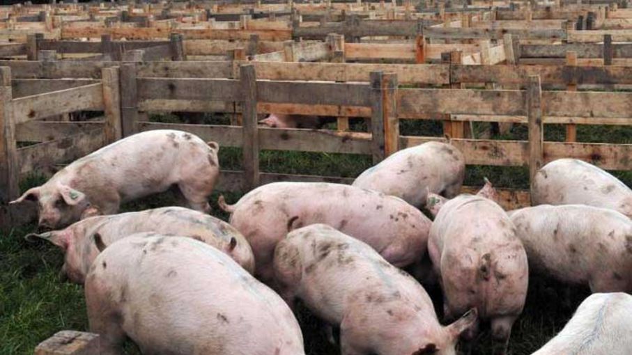 Triquinosis en Córdoba: cómo se contagia y qué alimentos recomiendan evitar