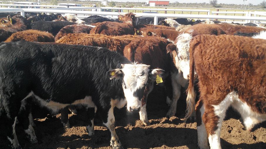 Avanza el polo productivo-ganadero en el noroeste de Mendoza