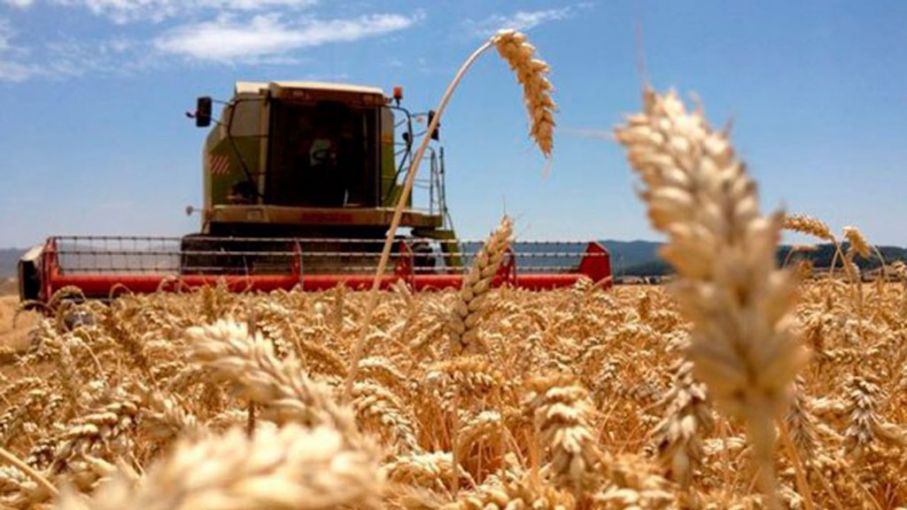 Por qué el trigo en grano es tan valioso?, Secretaría de Agricultura y  Desarrollo Rural, Gobierno