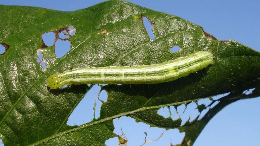 Alerta por picos de plagas agrícolas - Agrolatam