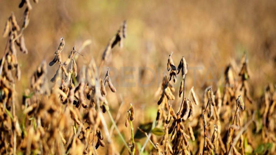 Entre Ríos: la falta de agua y el calor el peor escenario de las últimas campañas