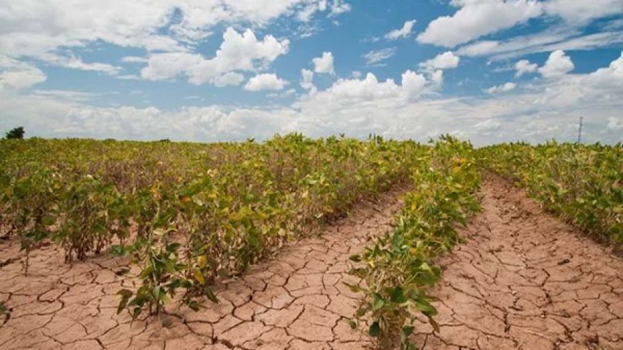 Advierten que el cambio climático producirá grandes caídas en la agricultura