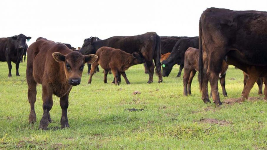 Estados Unidos: el stock de vacas es el más bajo en siete años por la sequía