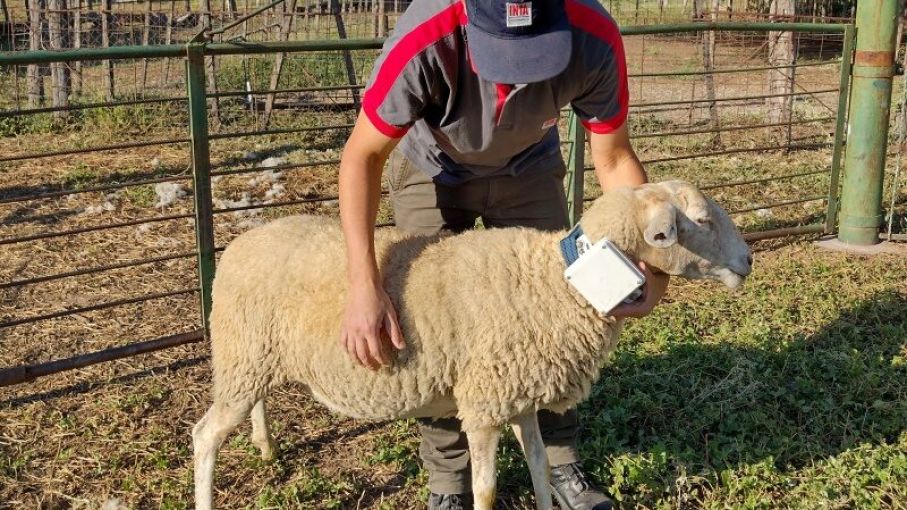 Avanzan en el uso de un collar GPS en ovinos para monitoreo animal