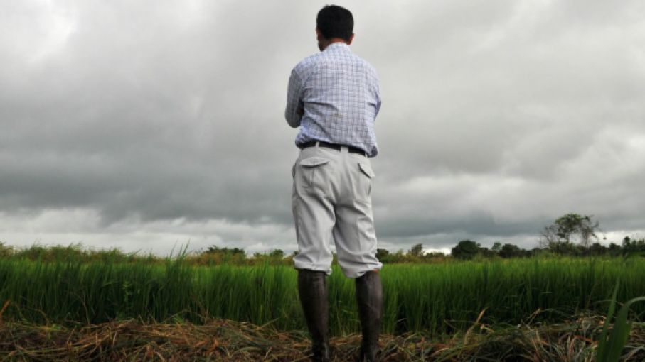 Los productores están más proclives a vender cereales que soja. 