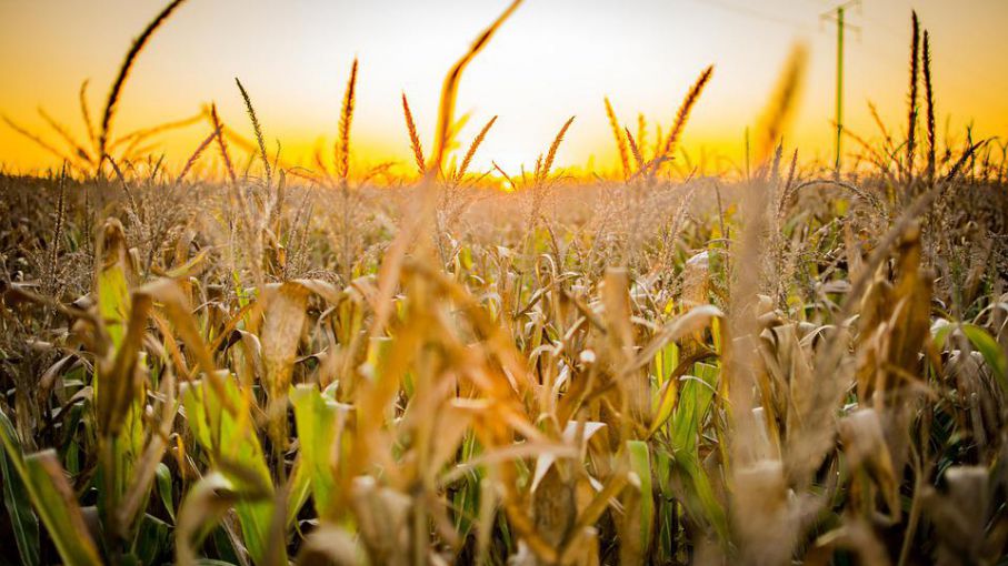 La NASA advierte que por el cambio climático podrían perderse la mitad de las cosechas de maíz para el año 2100