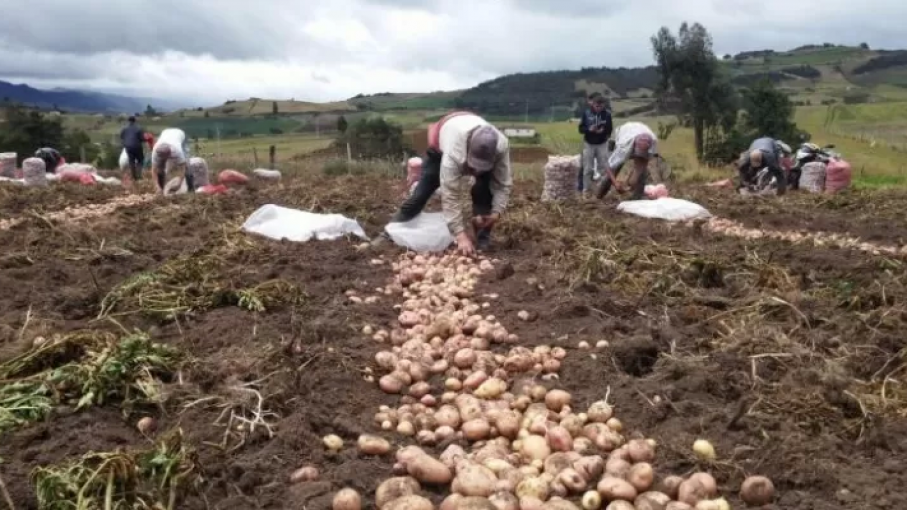 Productores de papa de la "capital de papa", Morochata, se encuentran en estado de emergencia por el incremento de precios en insumos agropecuarios