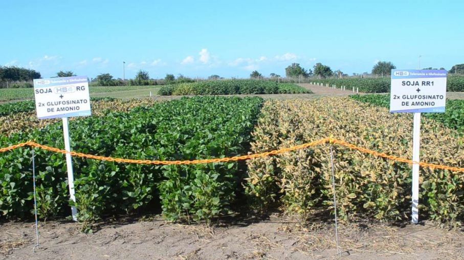 China aprobó por primera vez la variedad de soja tolerante a la sequía argentina