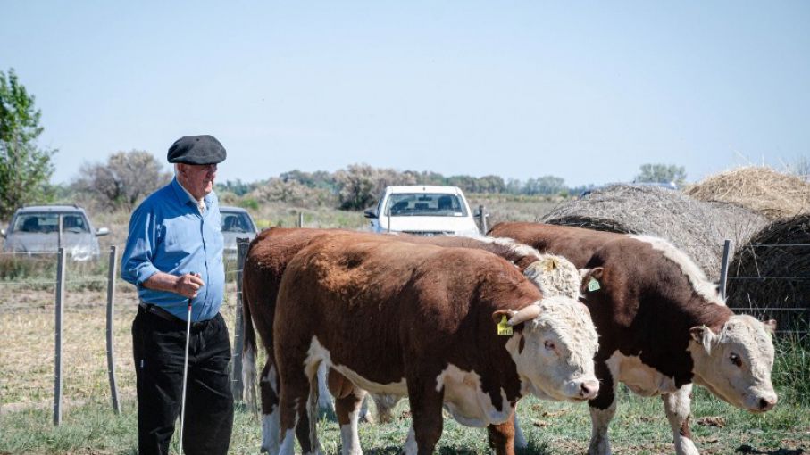 El INTA evalúa el potencial de los toros patagónicos