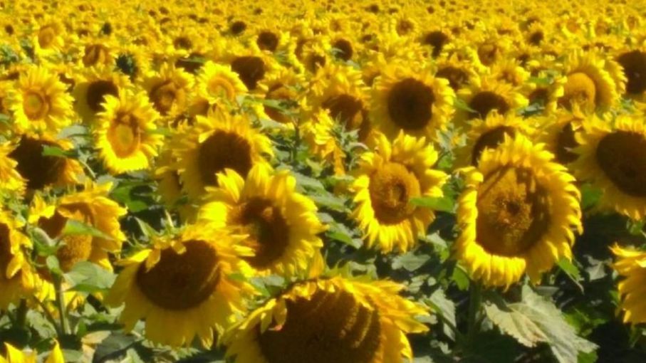 Nuseed adquiere el programa de mejoramiento de girasol de Nidera  -  Agrolatam