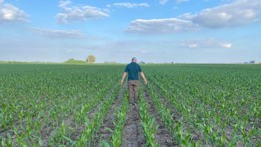 Una estrategia defensiva/ofensiva de alto rendimiento de maíz, a prueba de sequía
