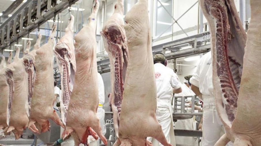 Porcinos : Octubre registró el volumen de importaciones más bajo de los últimos 5 años