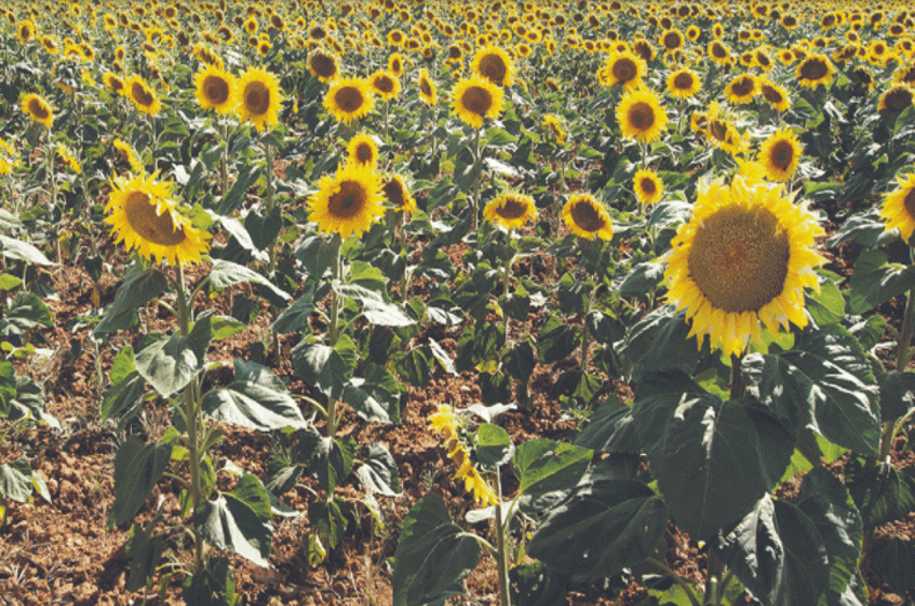 Creció un 57% interanual la siembra de girasol en Entre Ríos - Agrolatam